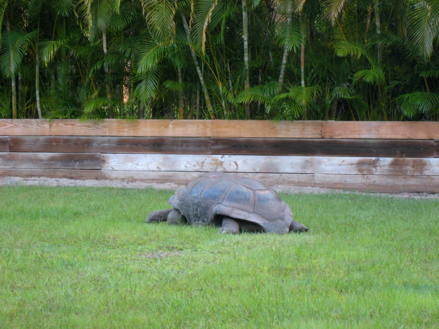 ALDABRA BREEDER