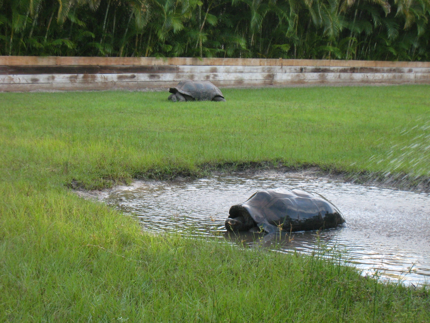 ALDABRA BREEDER