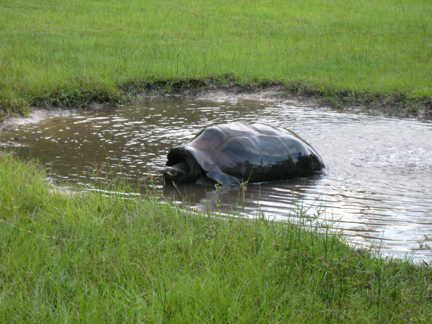 ALDABRA BREEDER