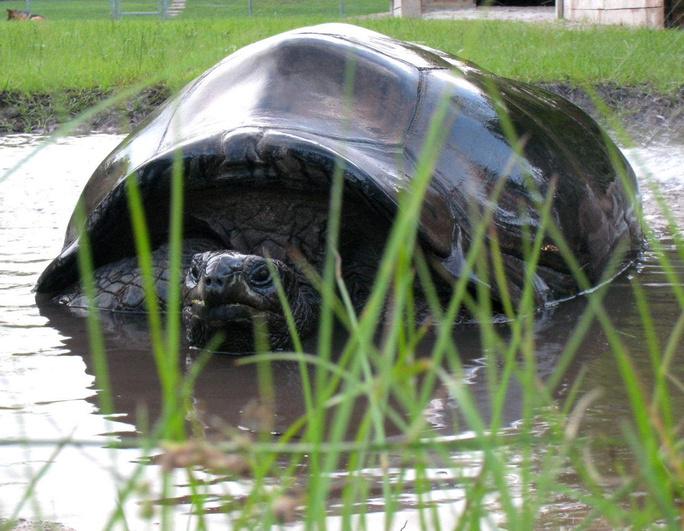 ALDABRA BREEDER