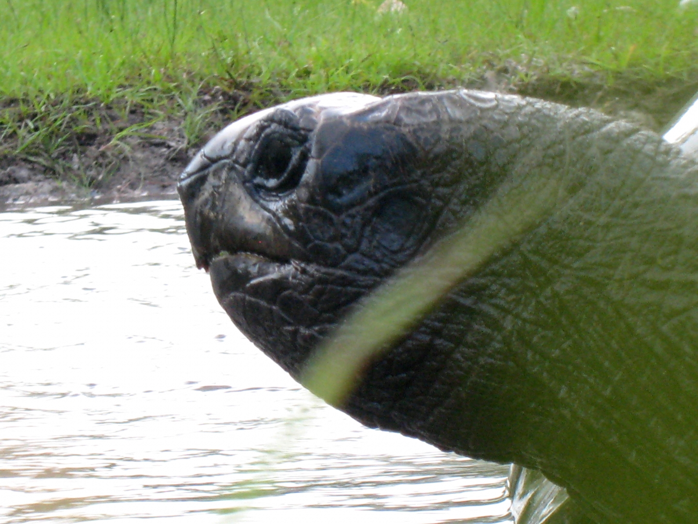 ALDABRA BREEDER
