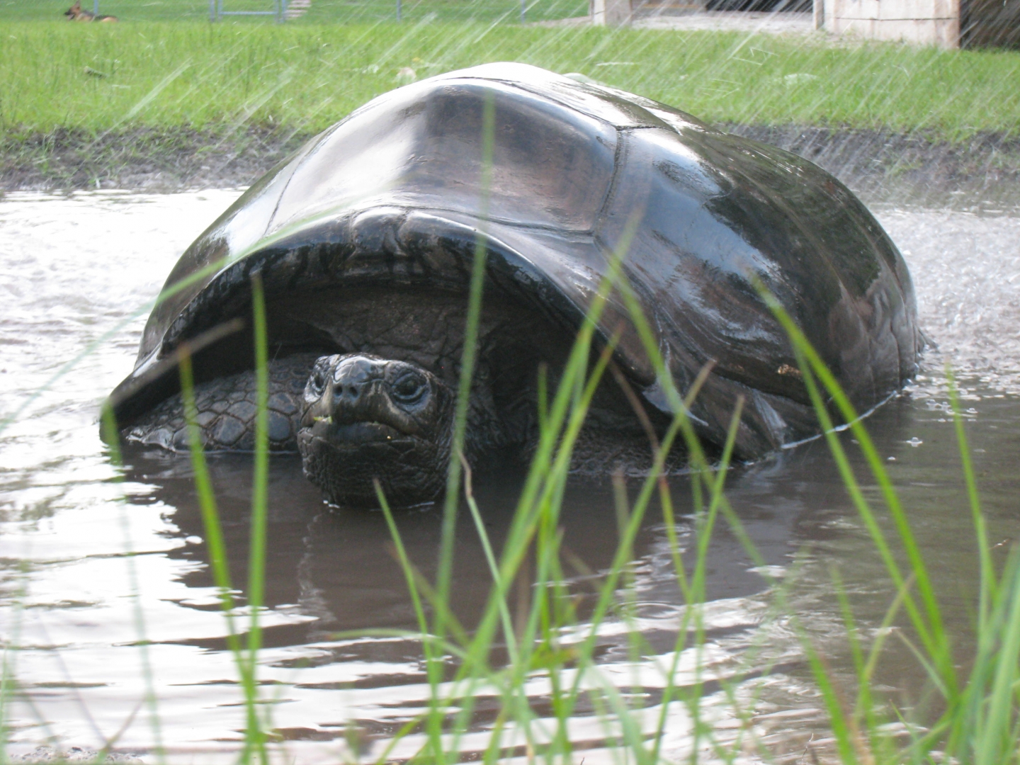 ALDABRA BREEDER