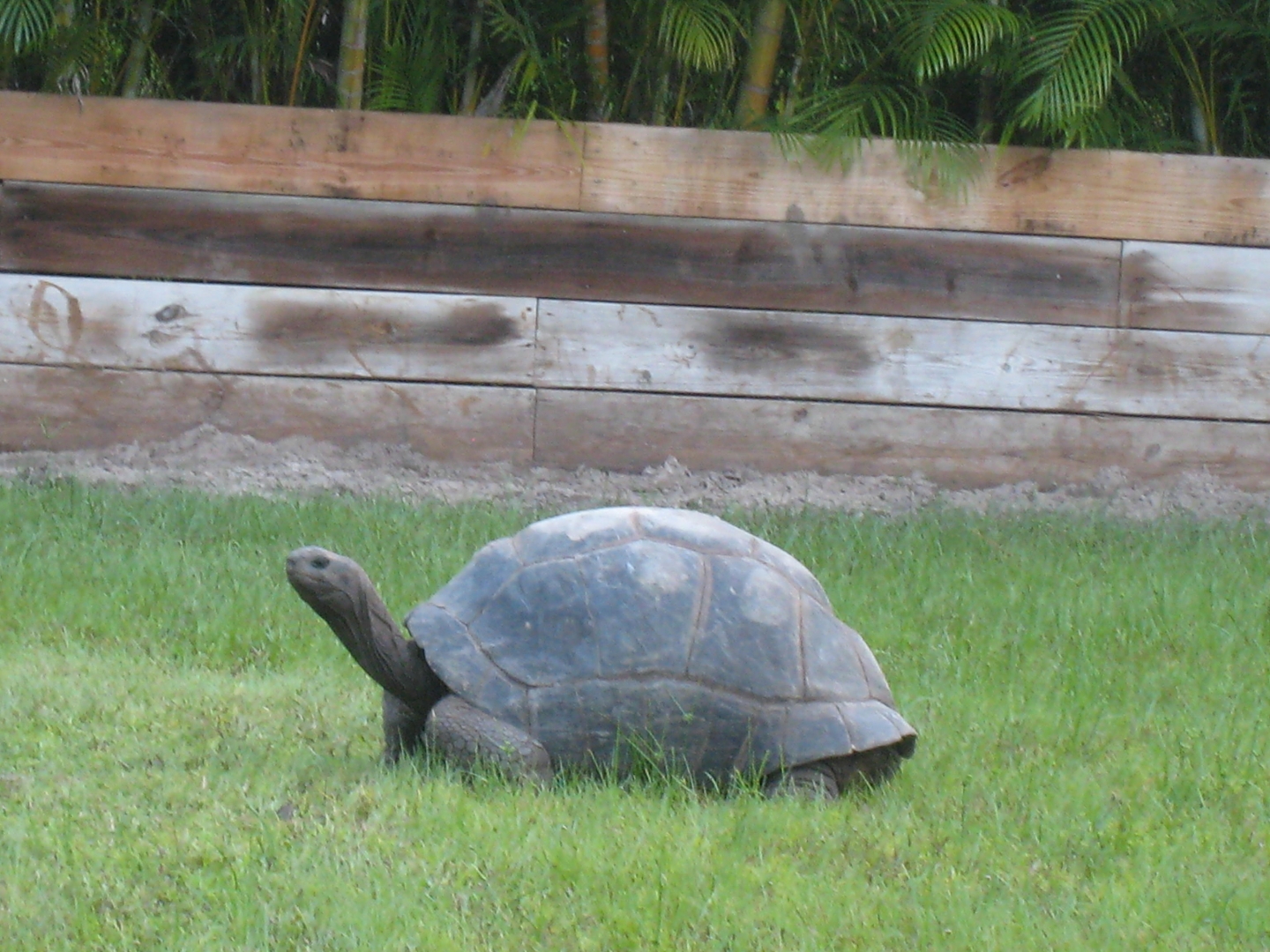 ALDABRA BREEDER