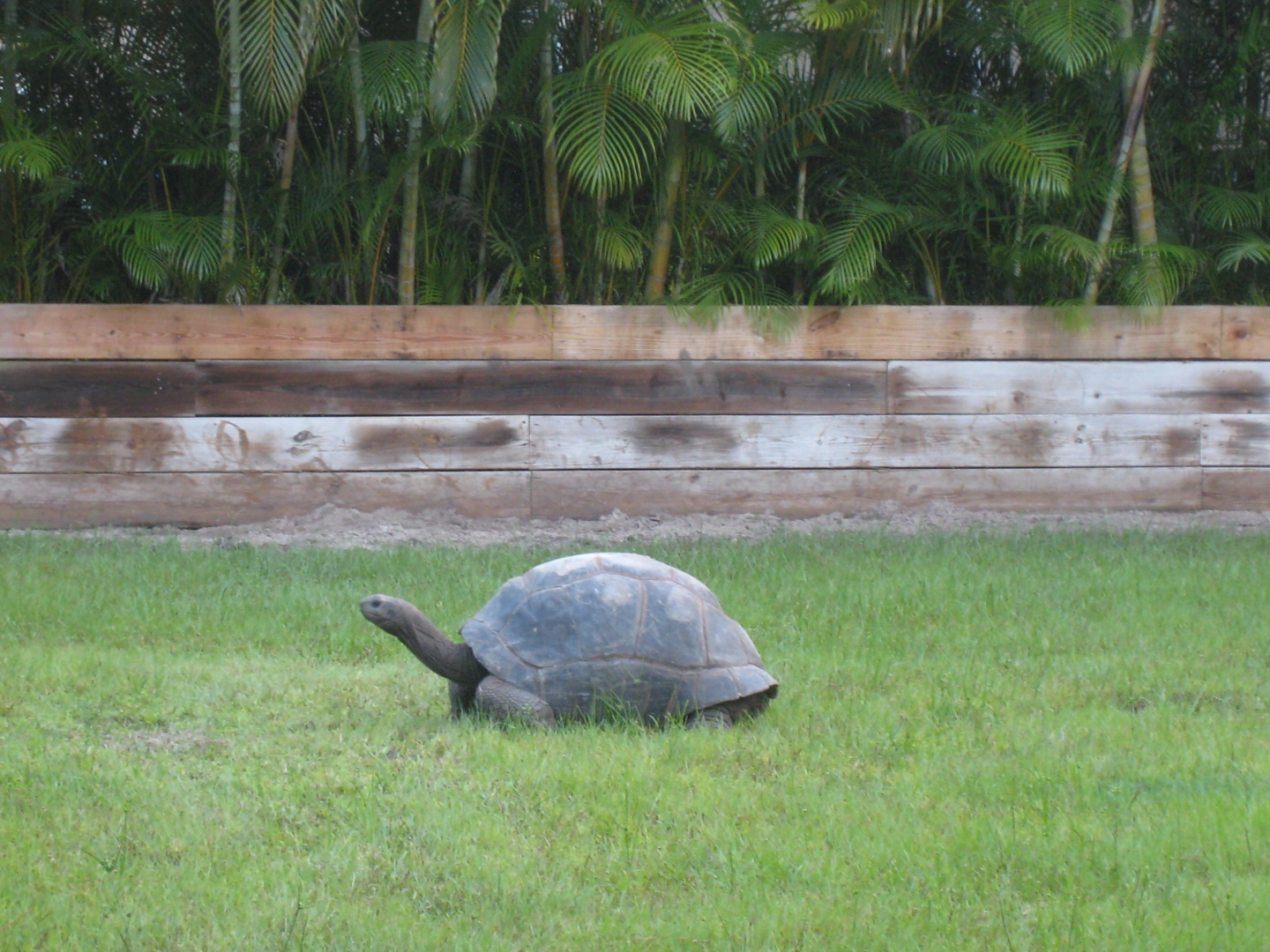 ALDABRA BREEDER