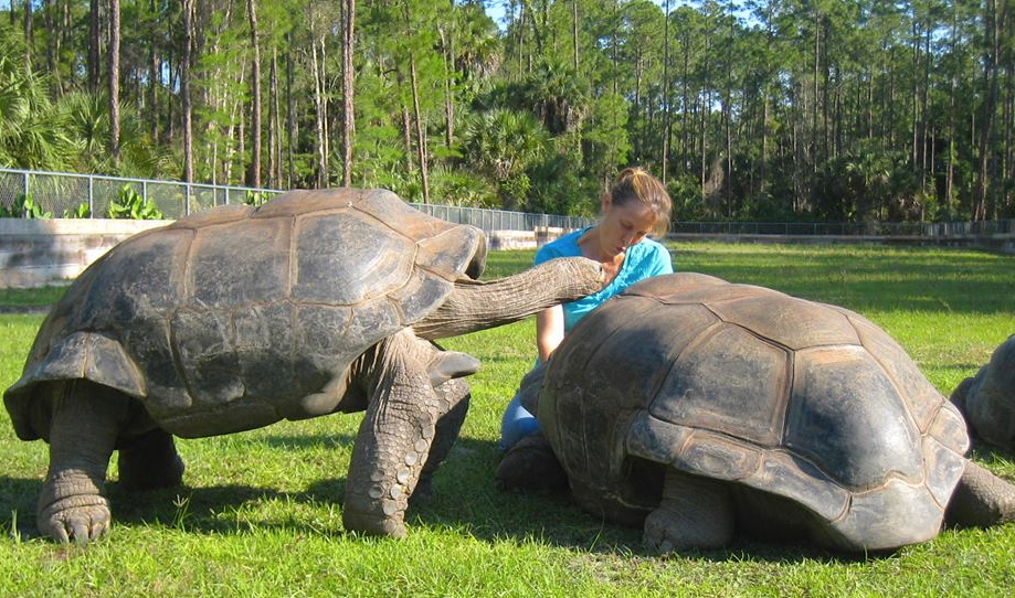 ALDABRA BREEDER