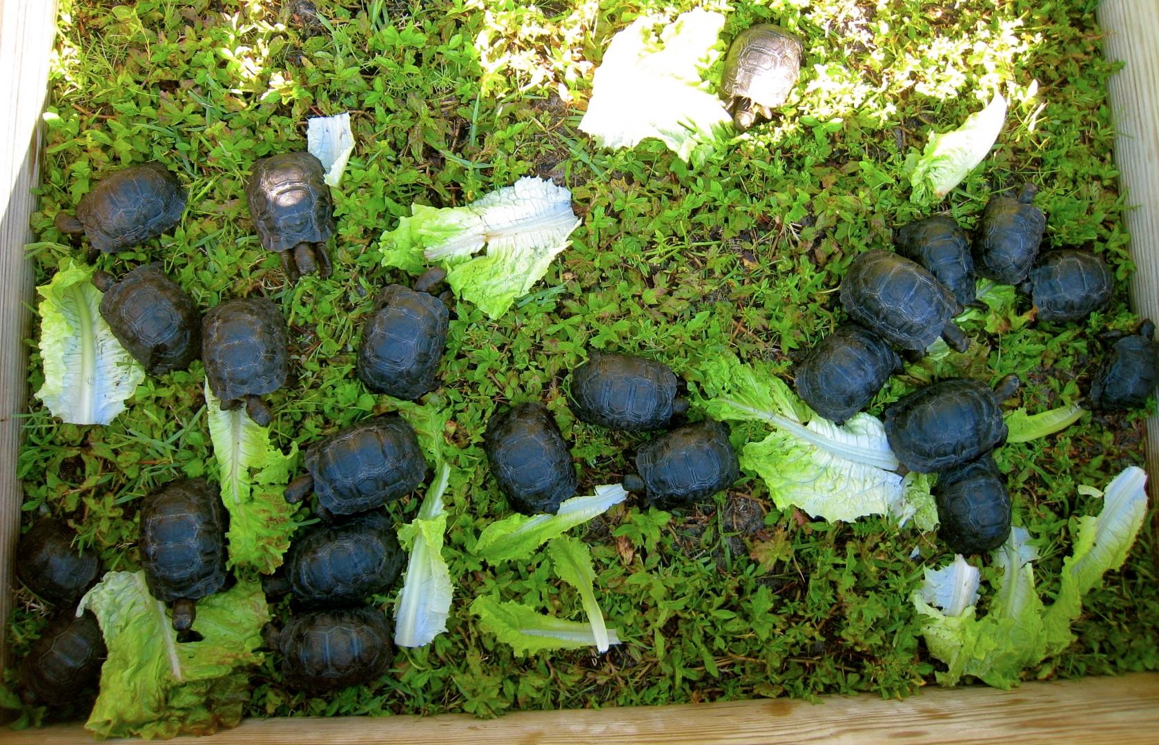 ALDABRA BREEDER