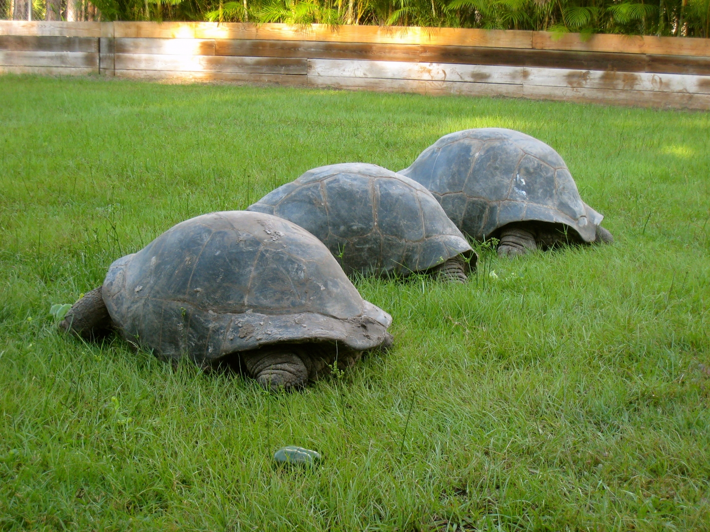 ALDABRA BREEDER