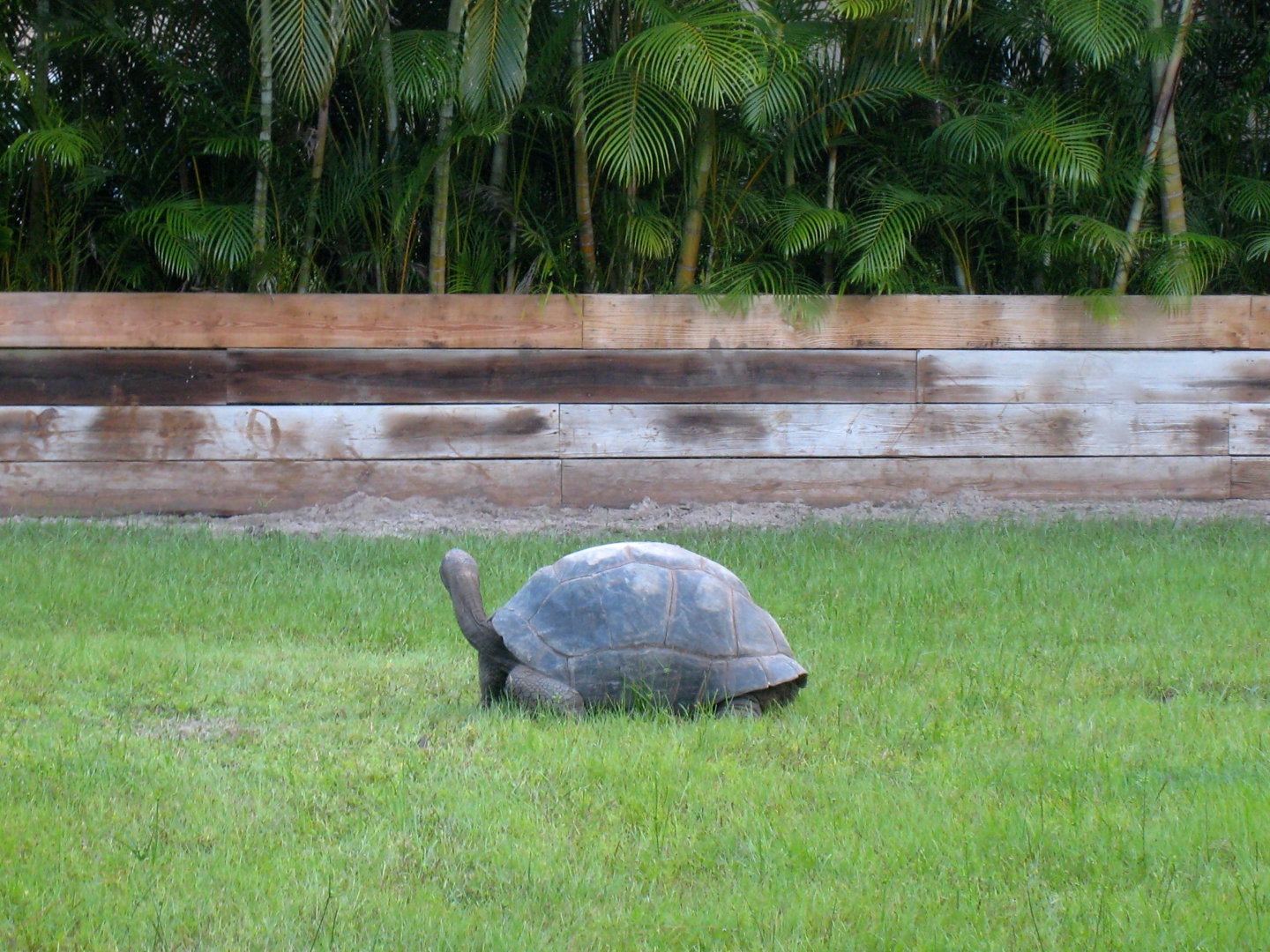 ALDABRA BREEDER