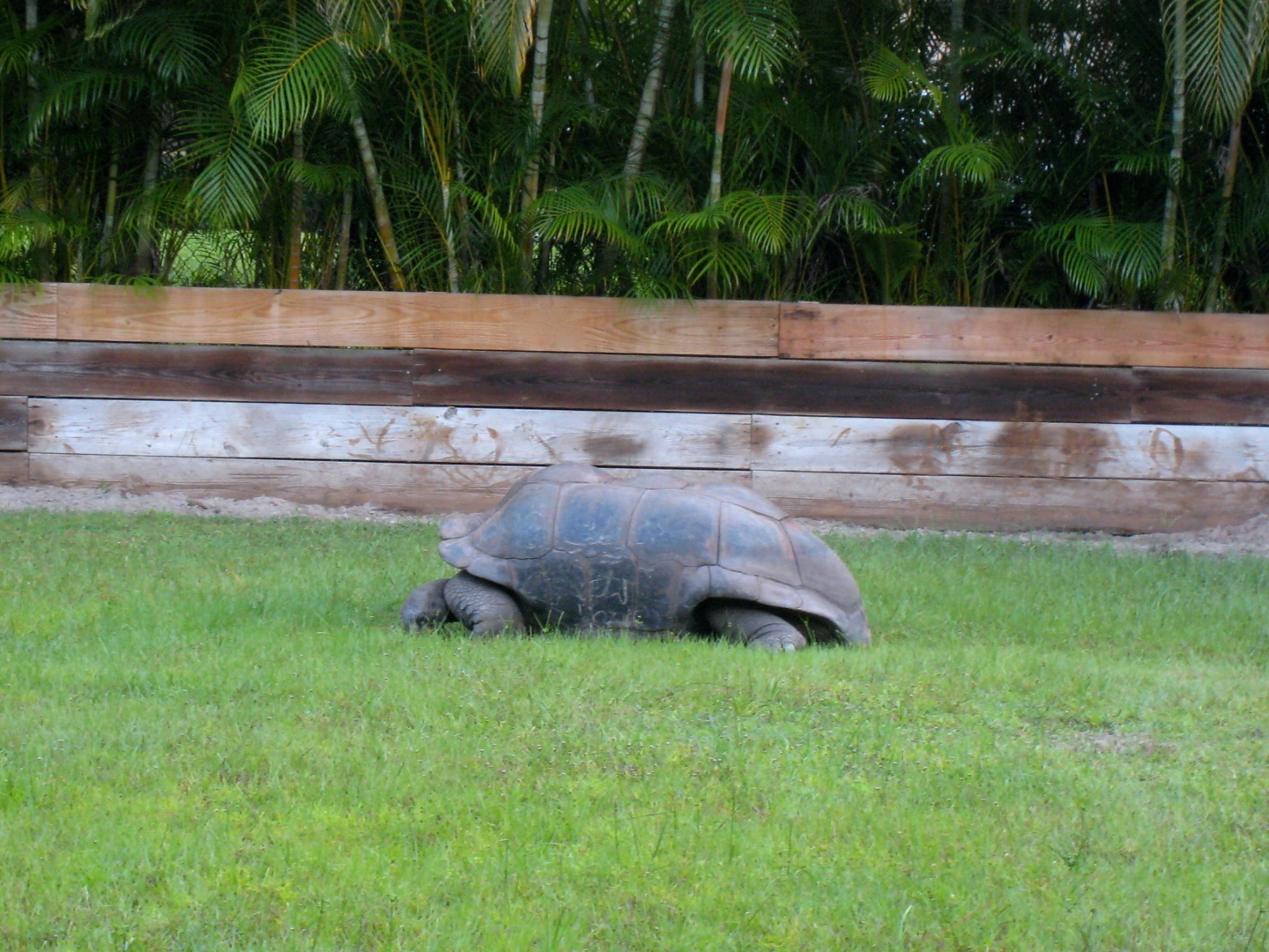 ALDABRA BREEDER