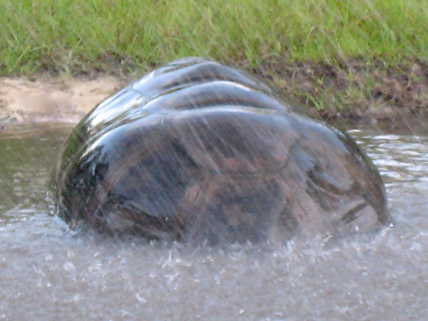 ALDABRA BREEDER