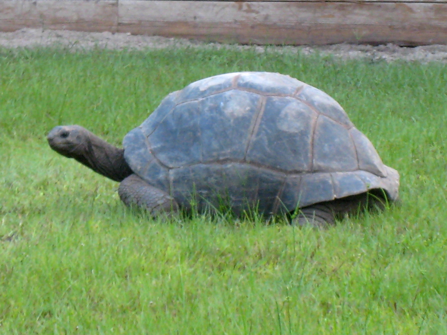 ALDABRA BREEDER