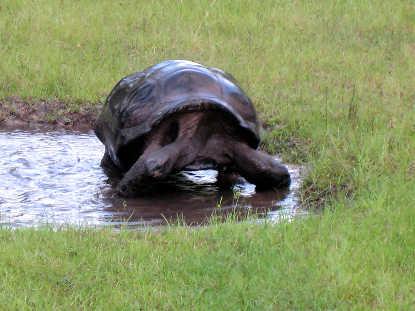 ALDABRA BREEDER