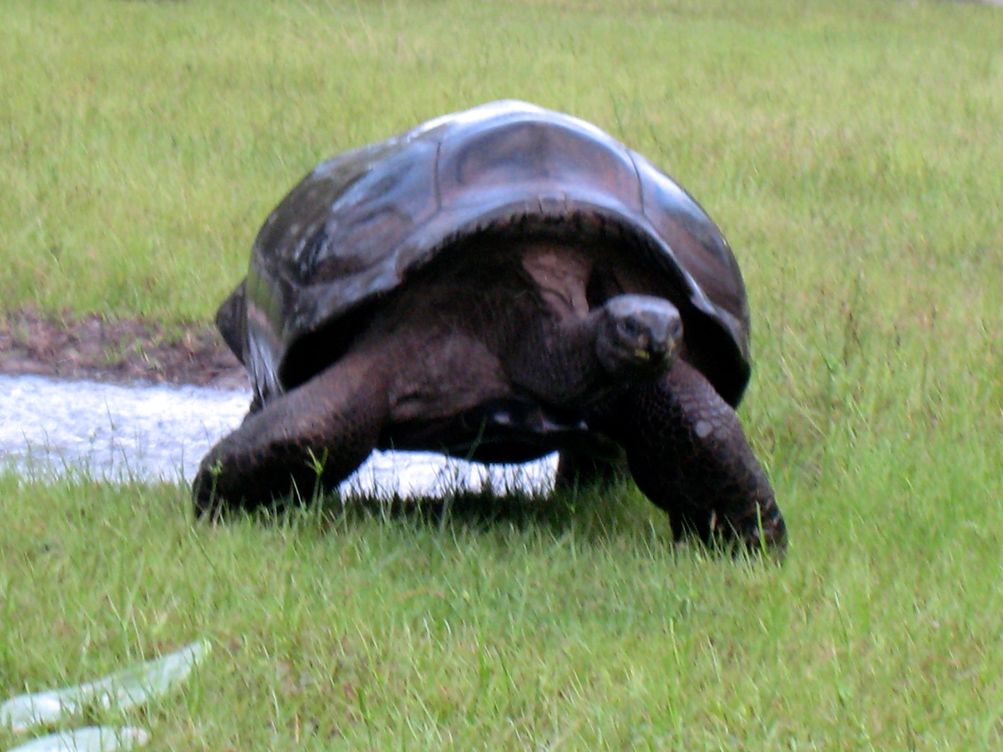 ALDABRA BREEDER