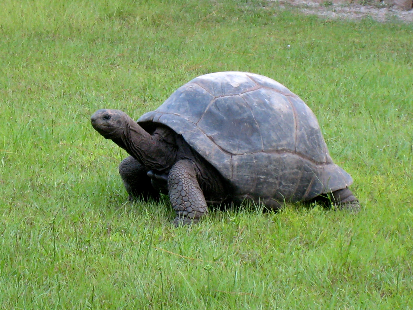 ALDABRA BREEDER
