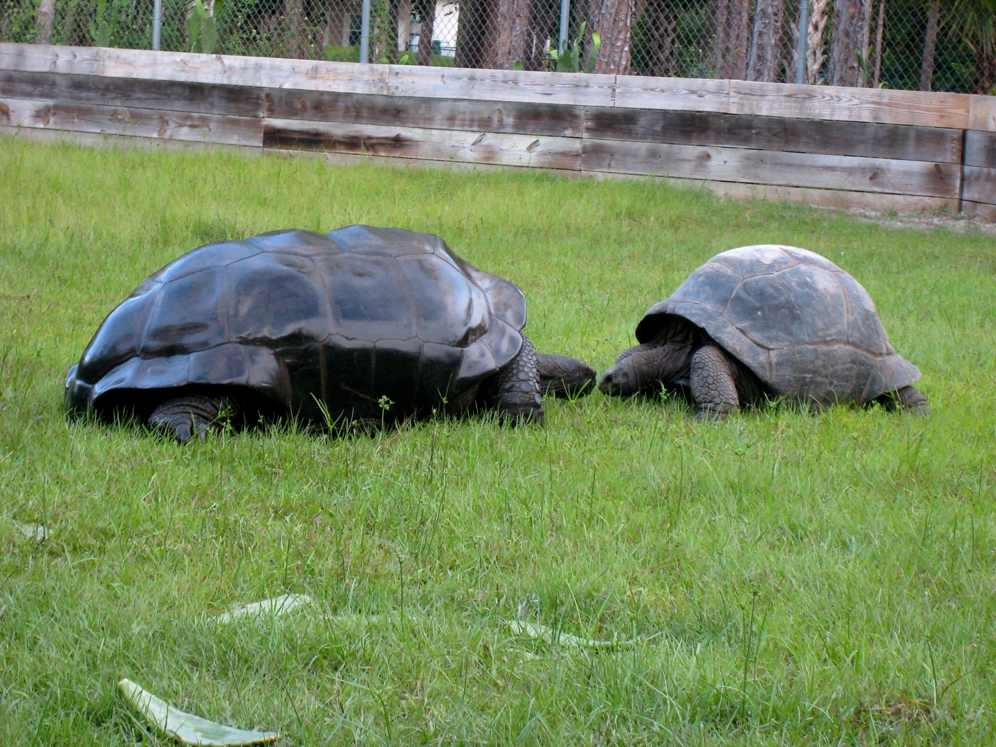 ALDABRA BREEDER