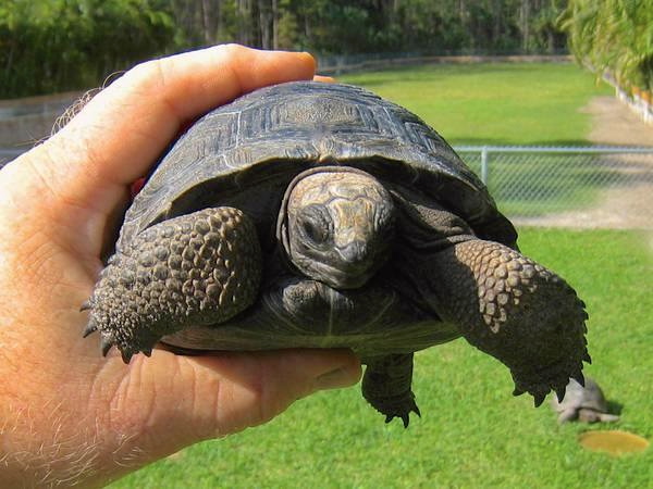 ALDABRA BREEDER