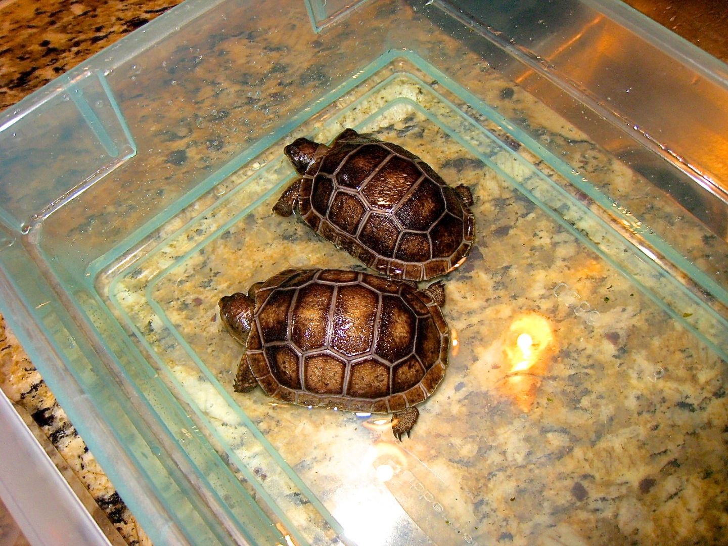ALDABRA BREEDER