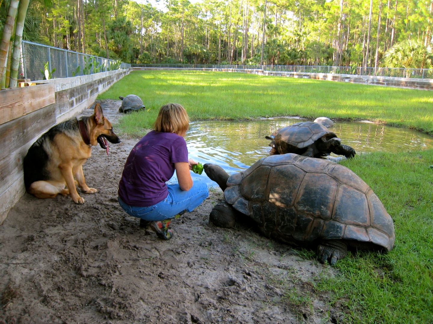 ALDABRA BREEDER