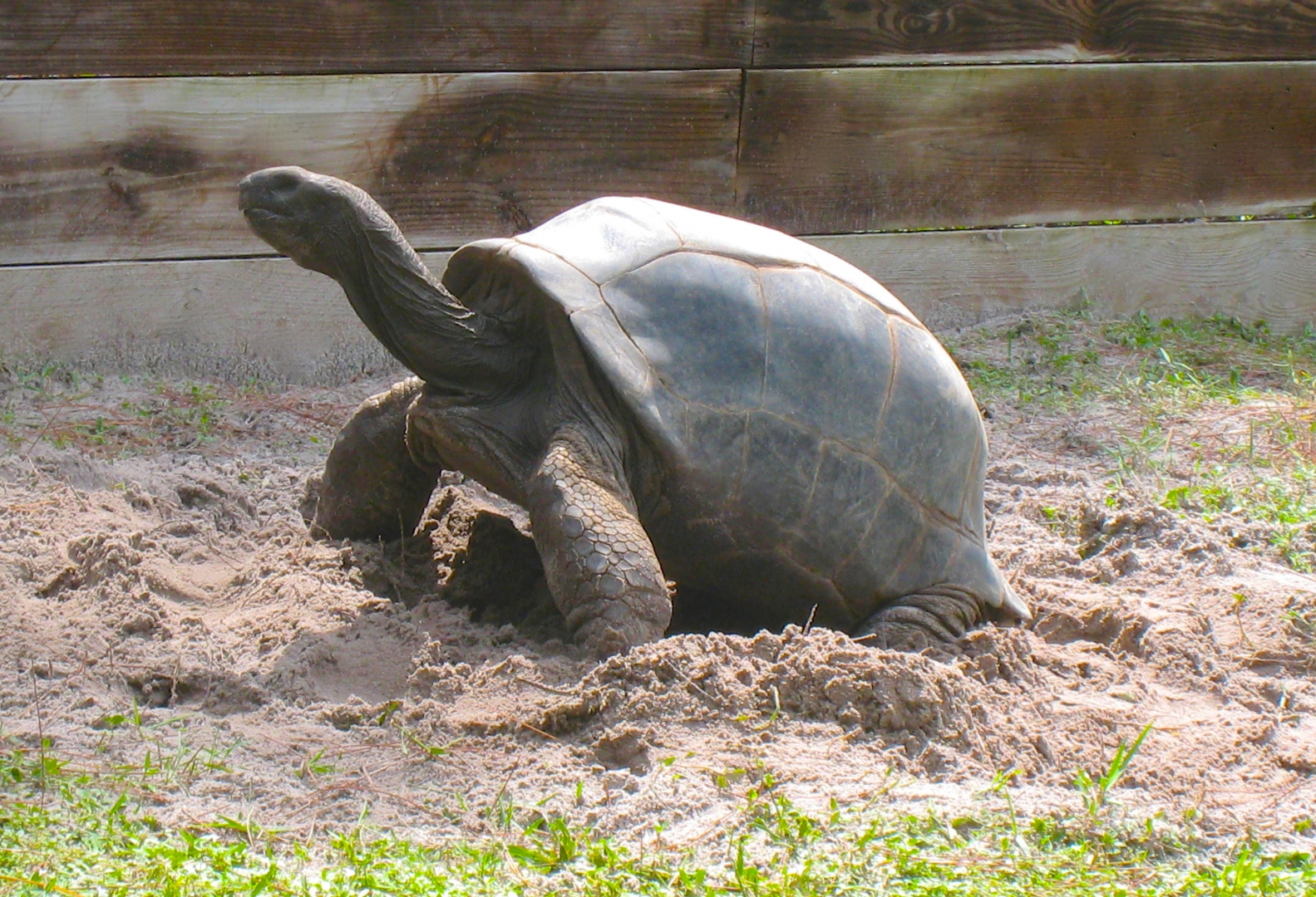 ALDABRA BREEDER