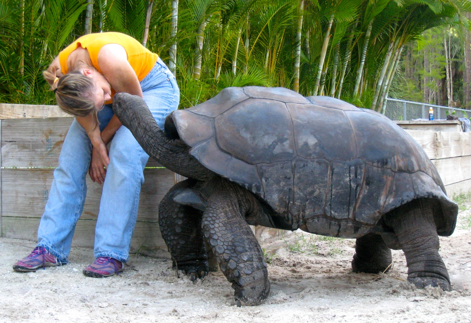 ALDABRA BREEDER