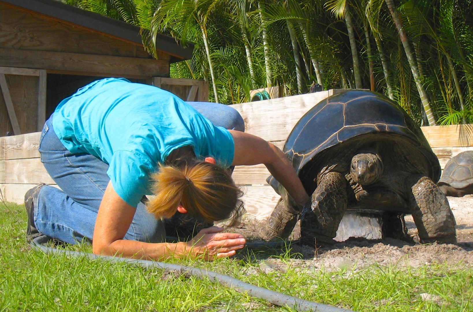 ALDABRA BREEDER