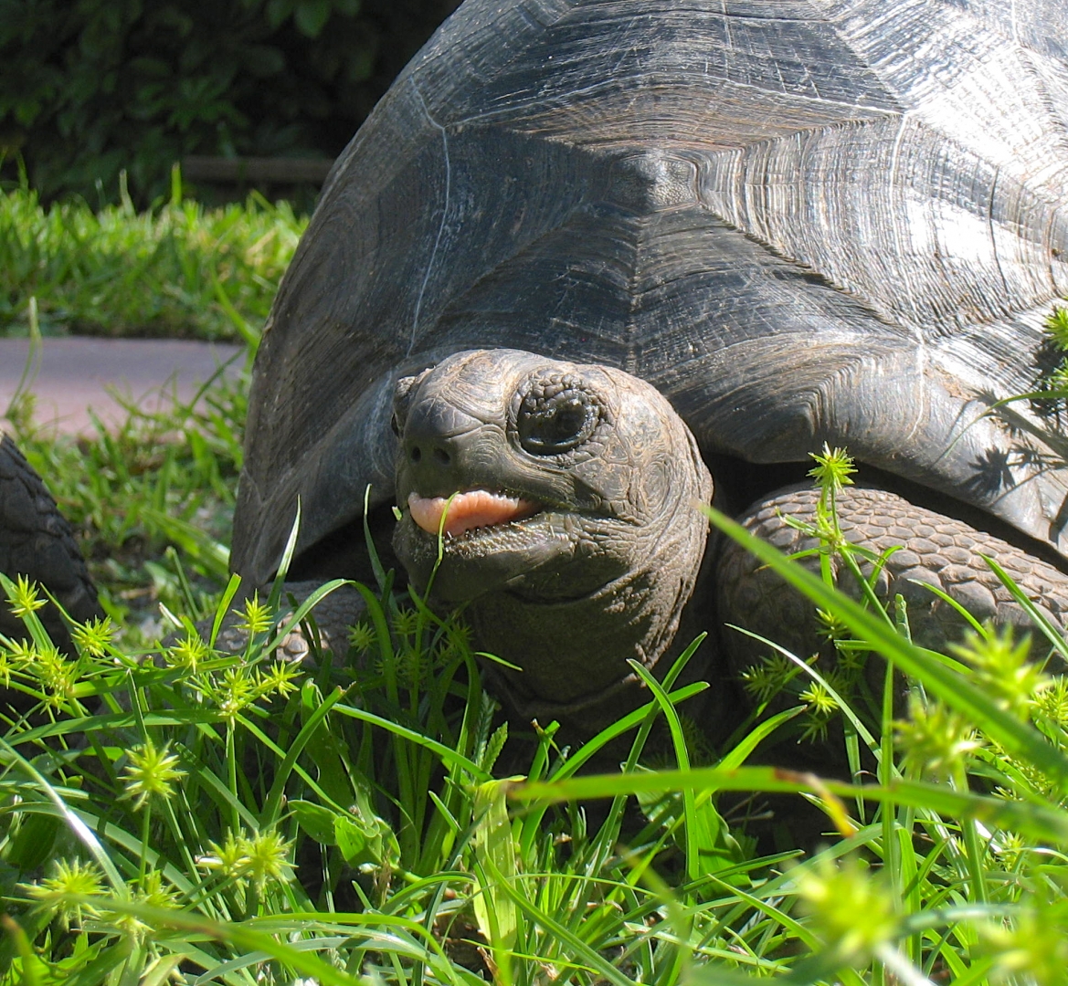 ALDABRA BREEDER