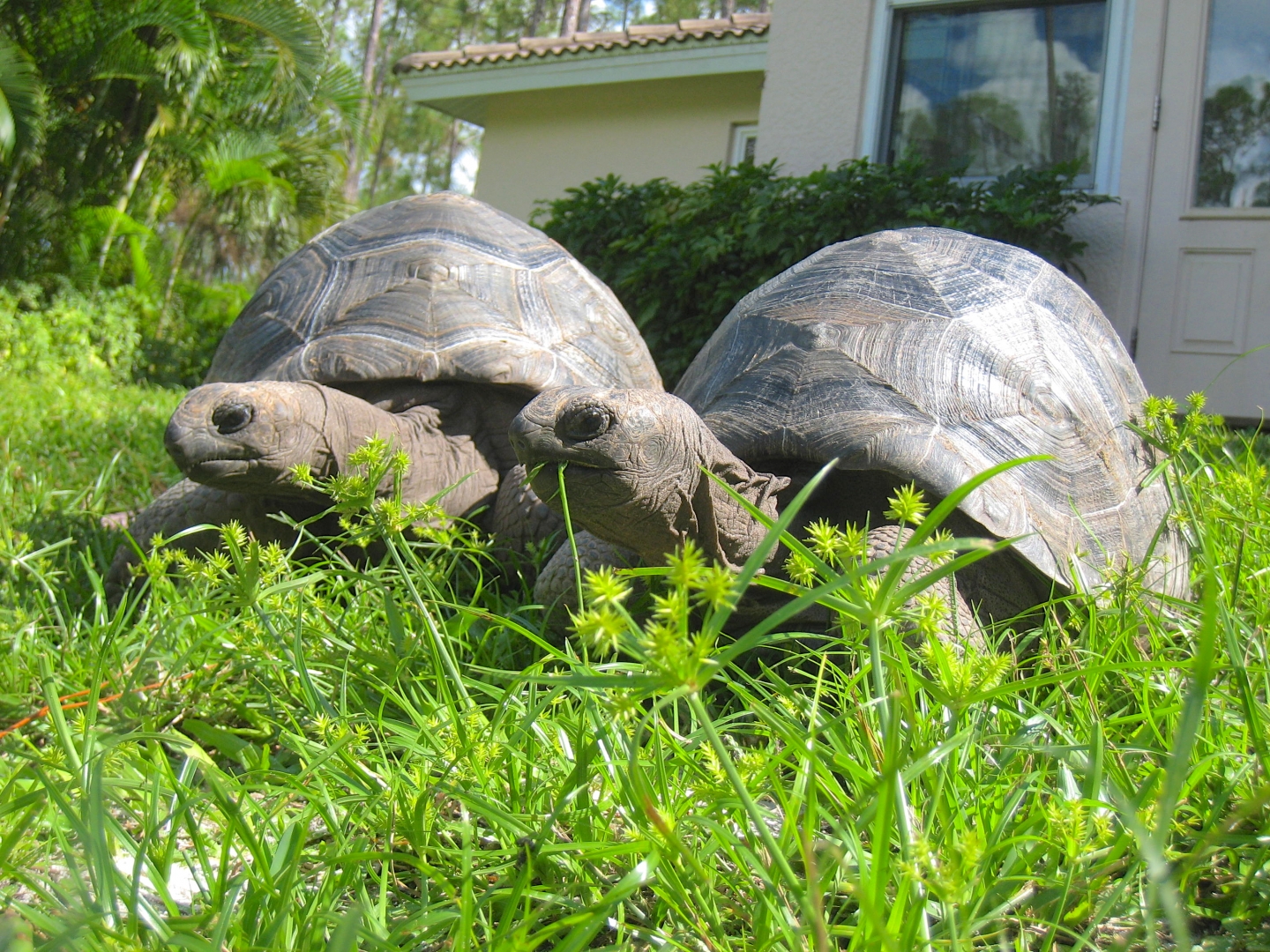 ALDABRA BREEDER
