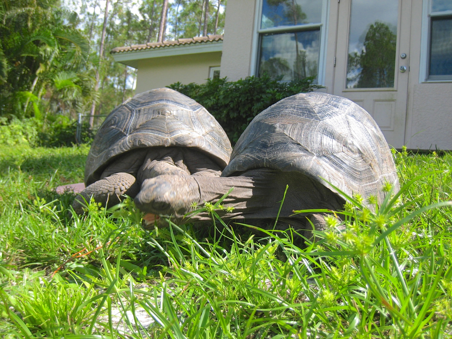 ALDABRA BREEDER