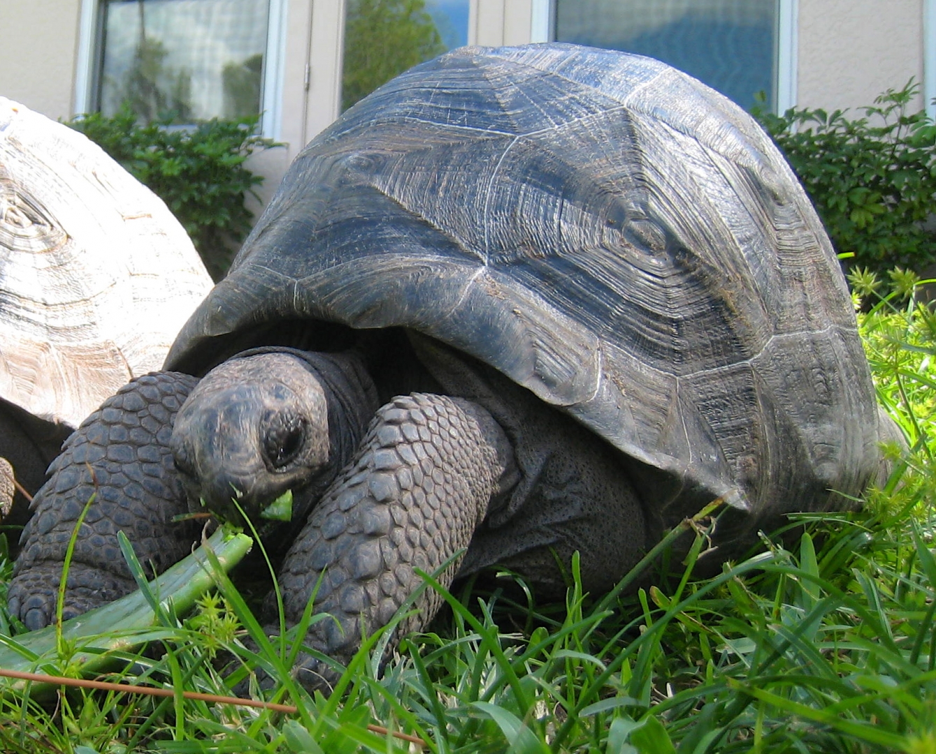 ALDABRA BREEDER