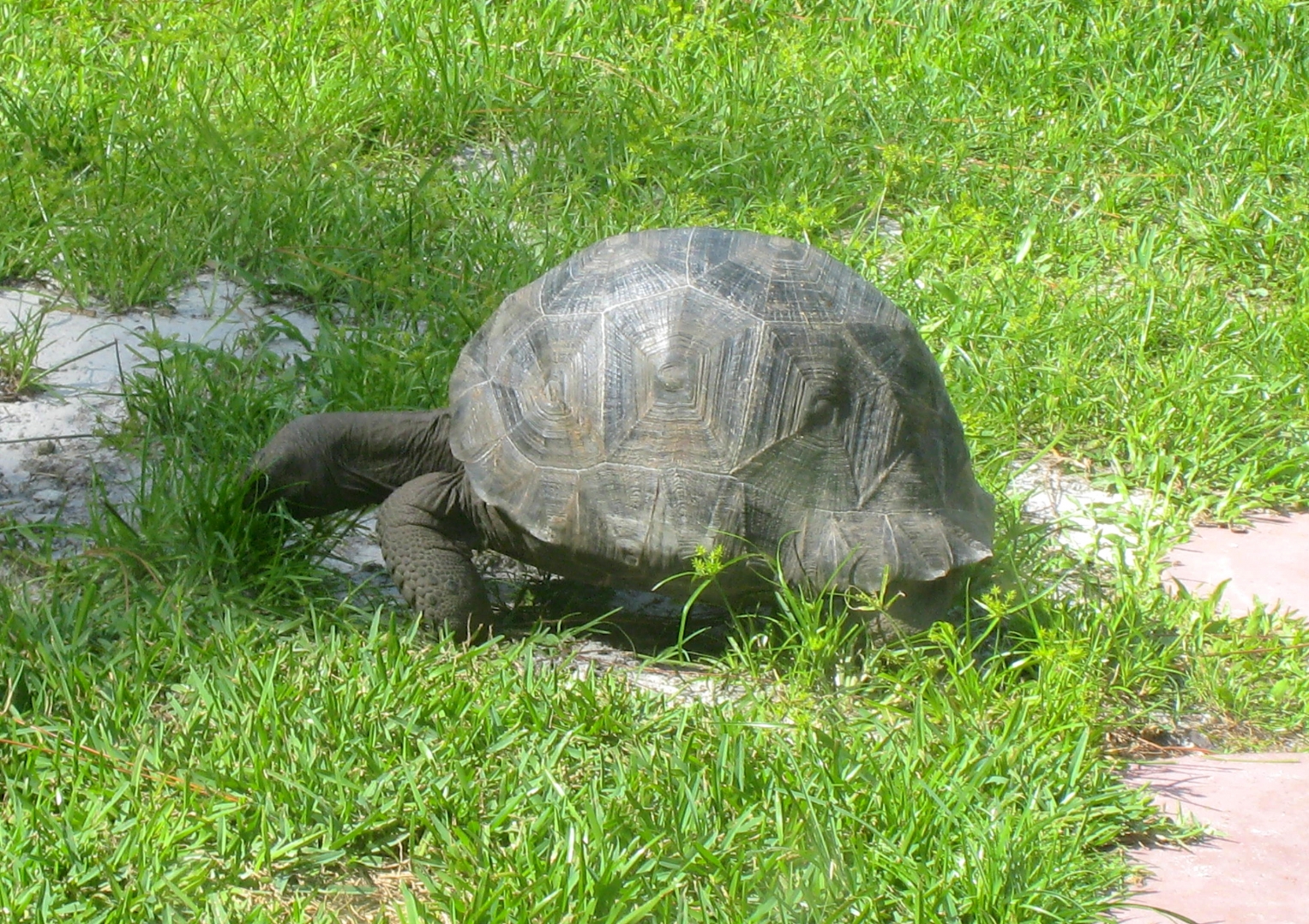 ALDABRA BREEDER