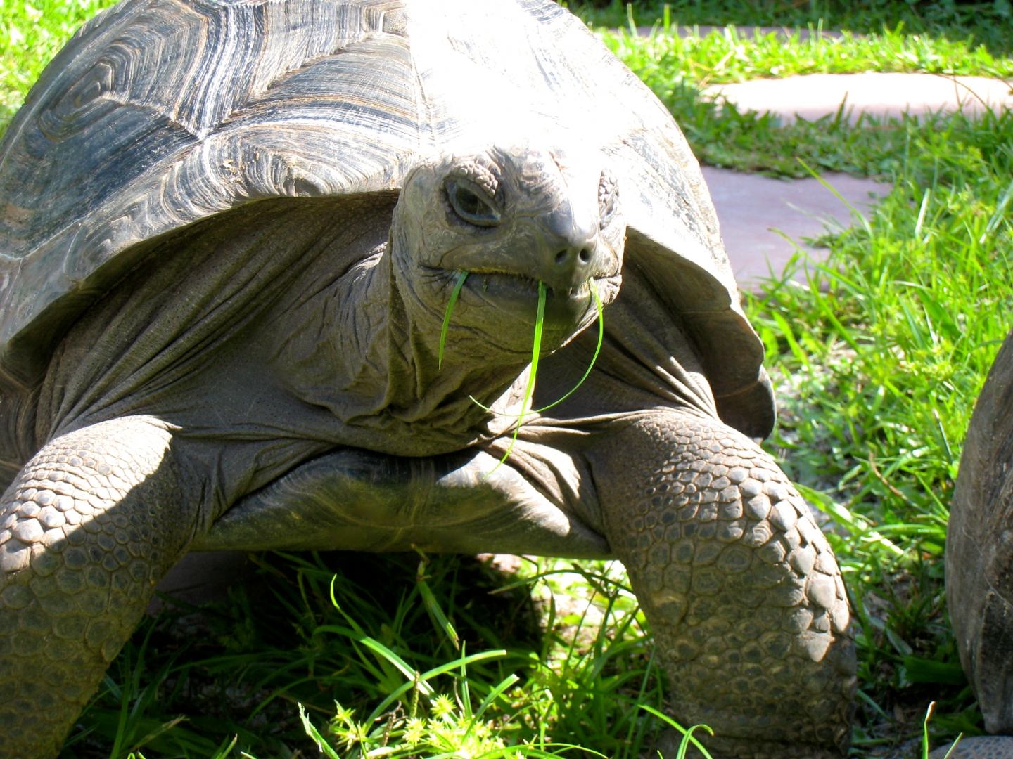 ALDABRA BREEDER