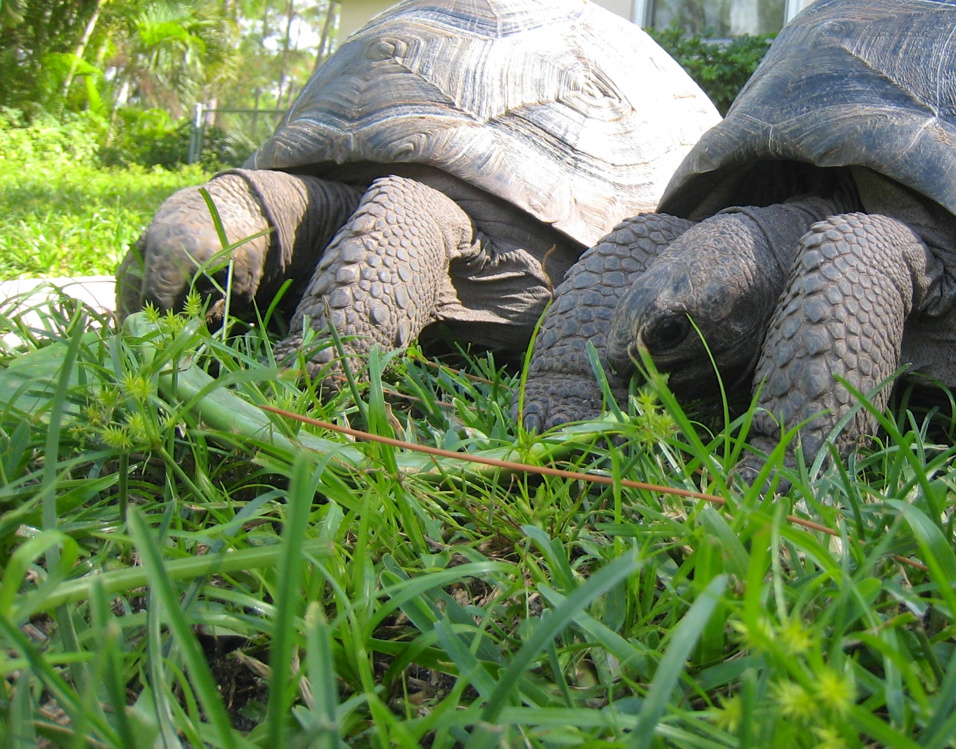 ALDABRA BREEDER