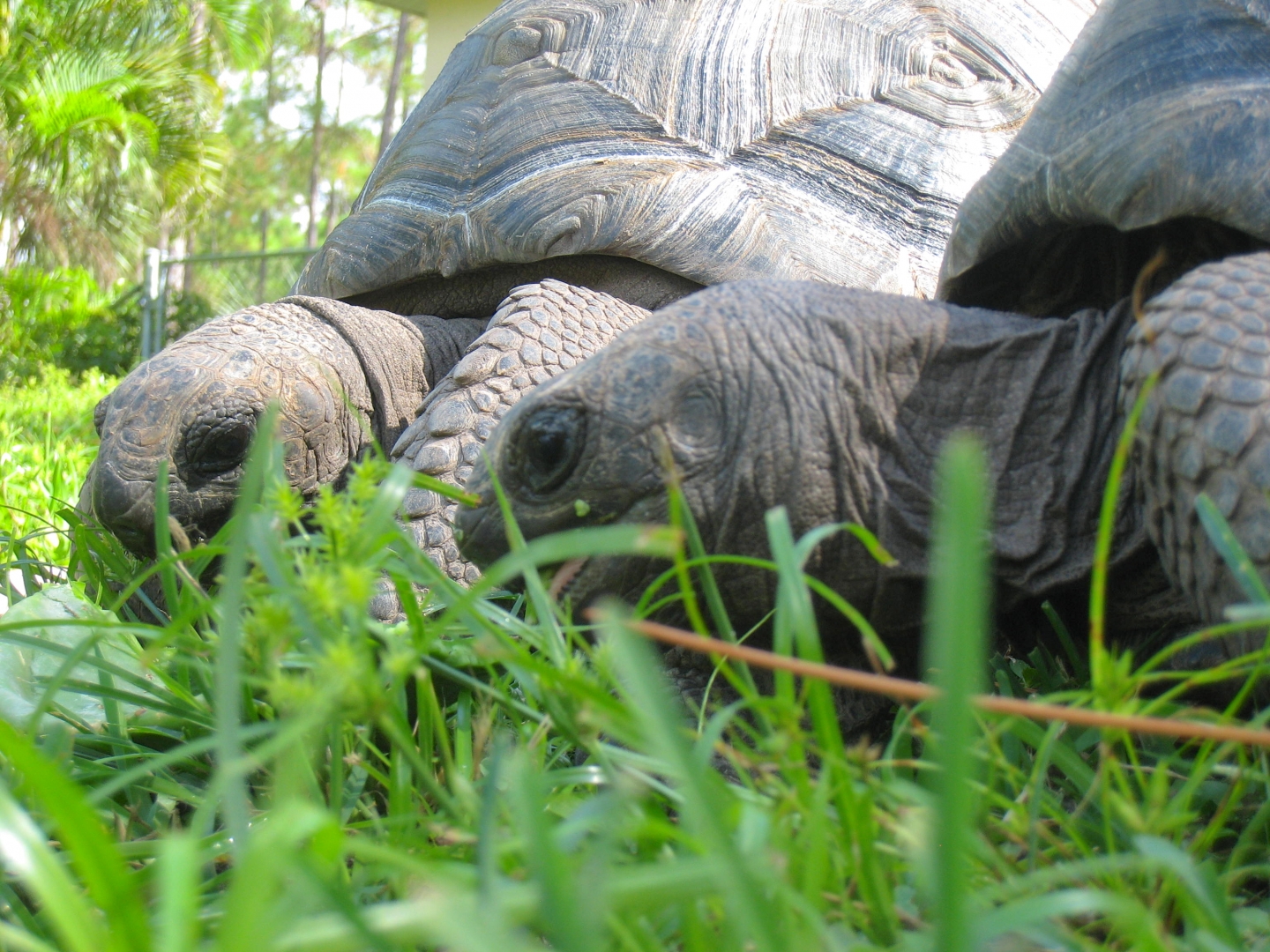 ALDABRA BREEDER