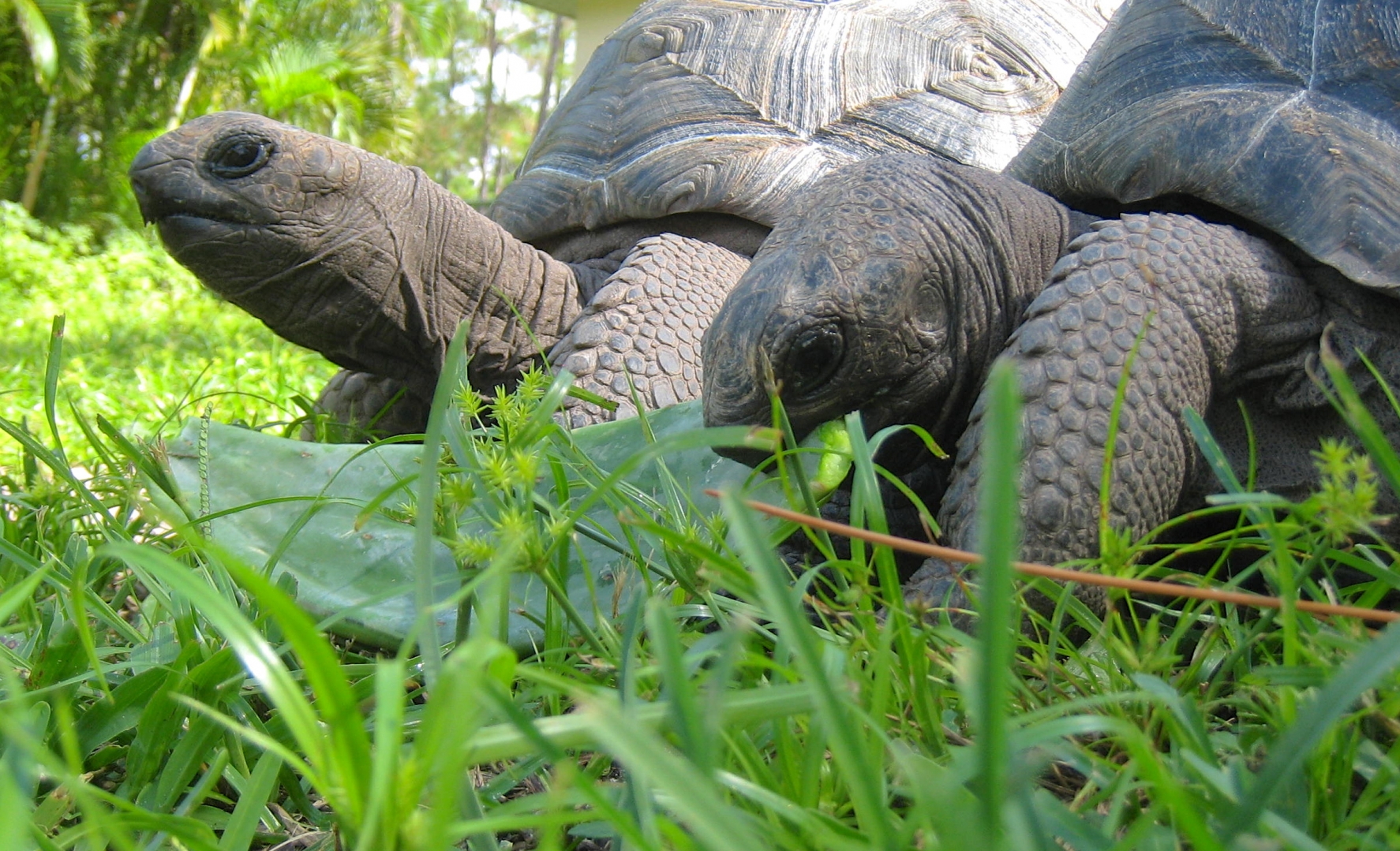 ALDABRA BREEDER