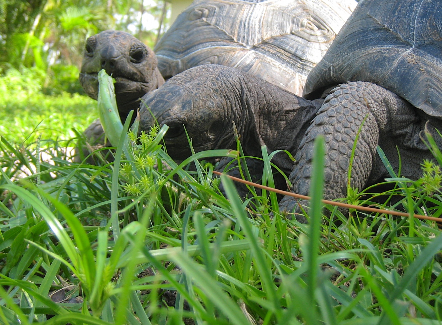 ALDABRA BREEDER