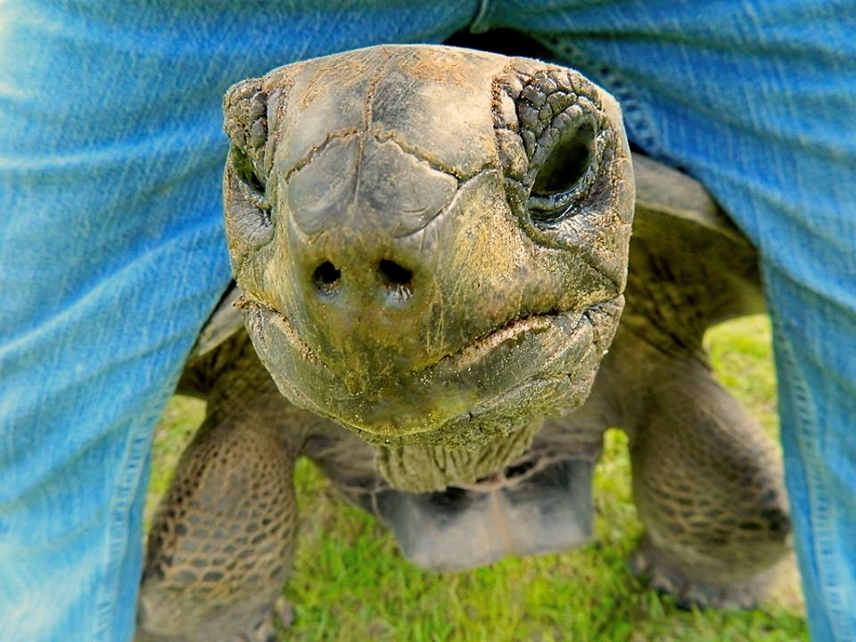 ALDABRA BREEDER