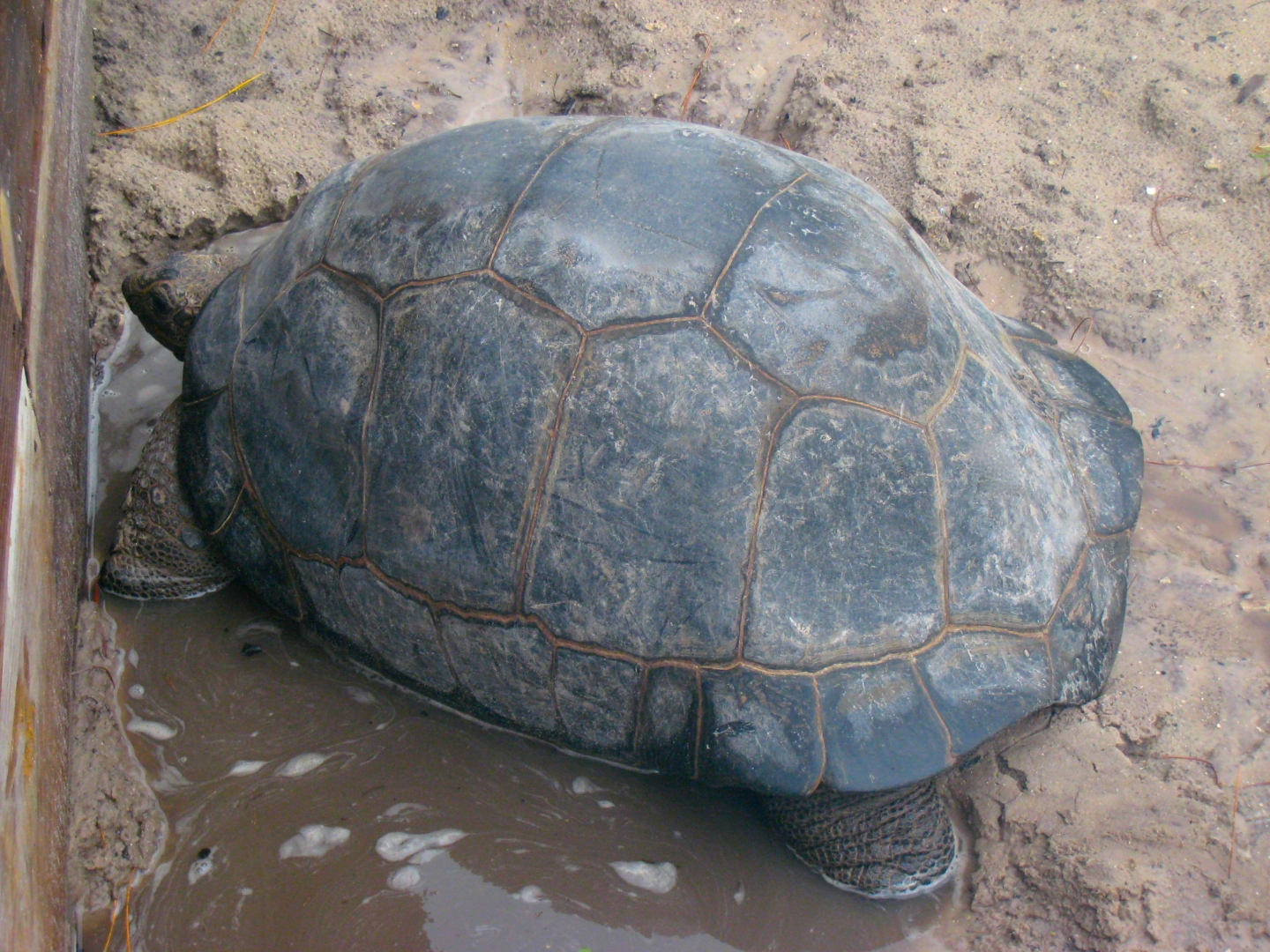 ALDABRA BREEDER