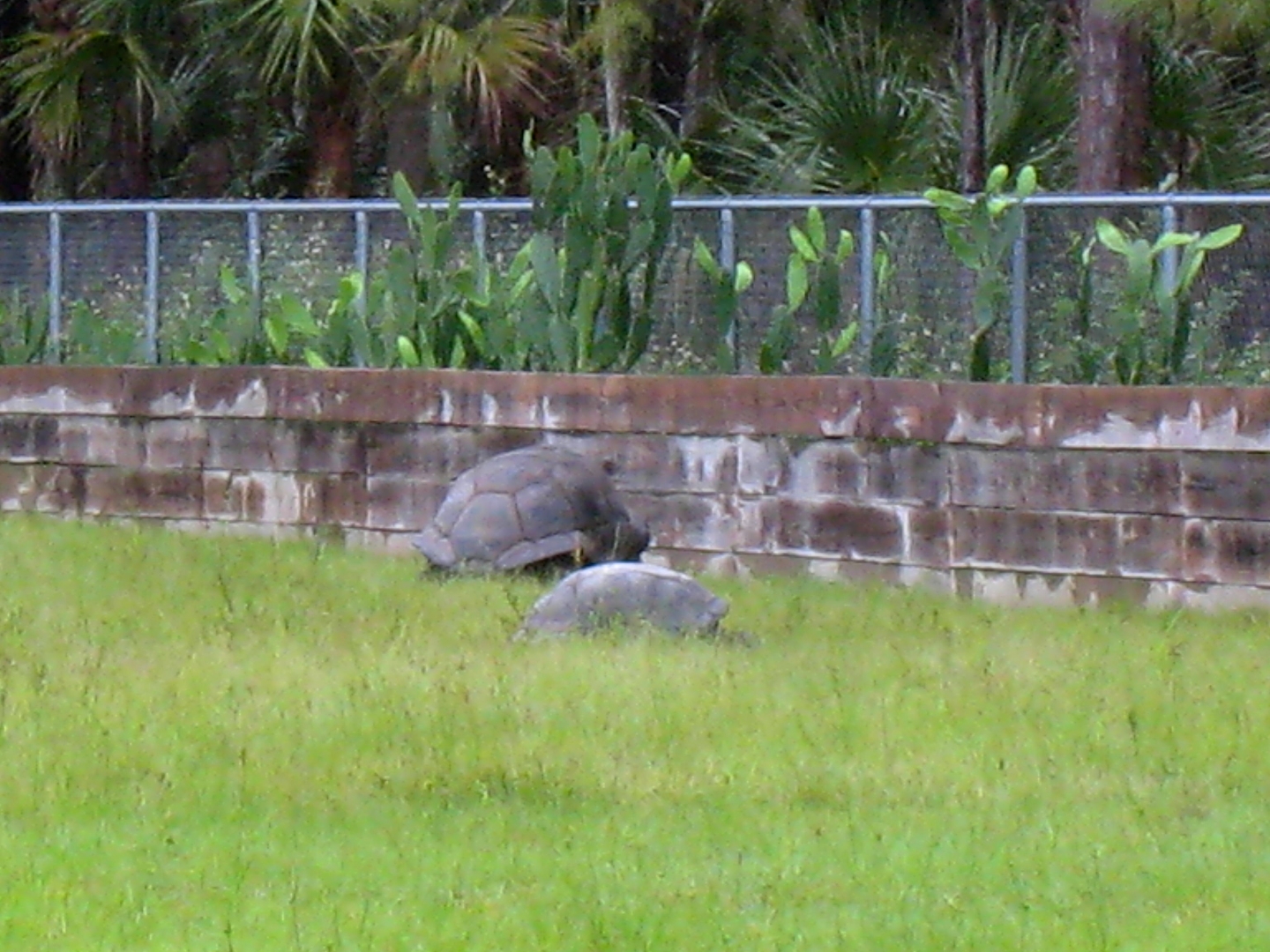 ALDABRA BREEDER