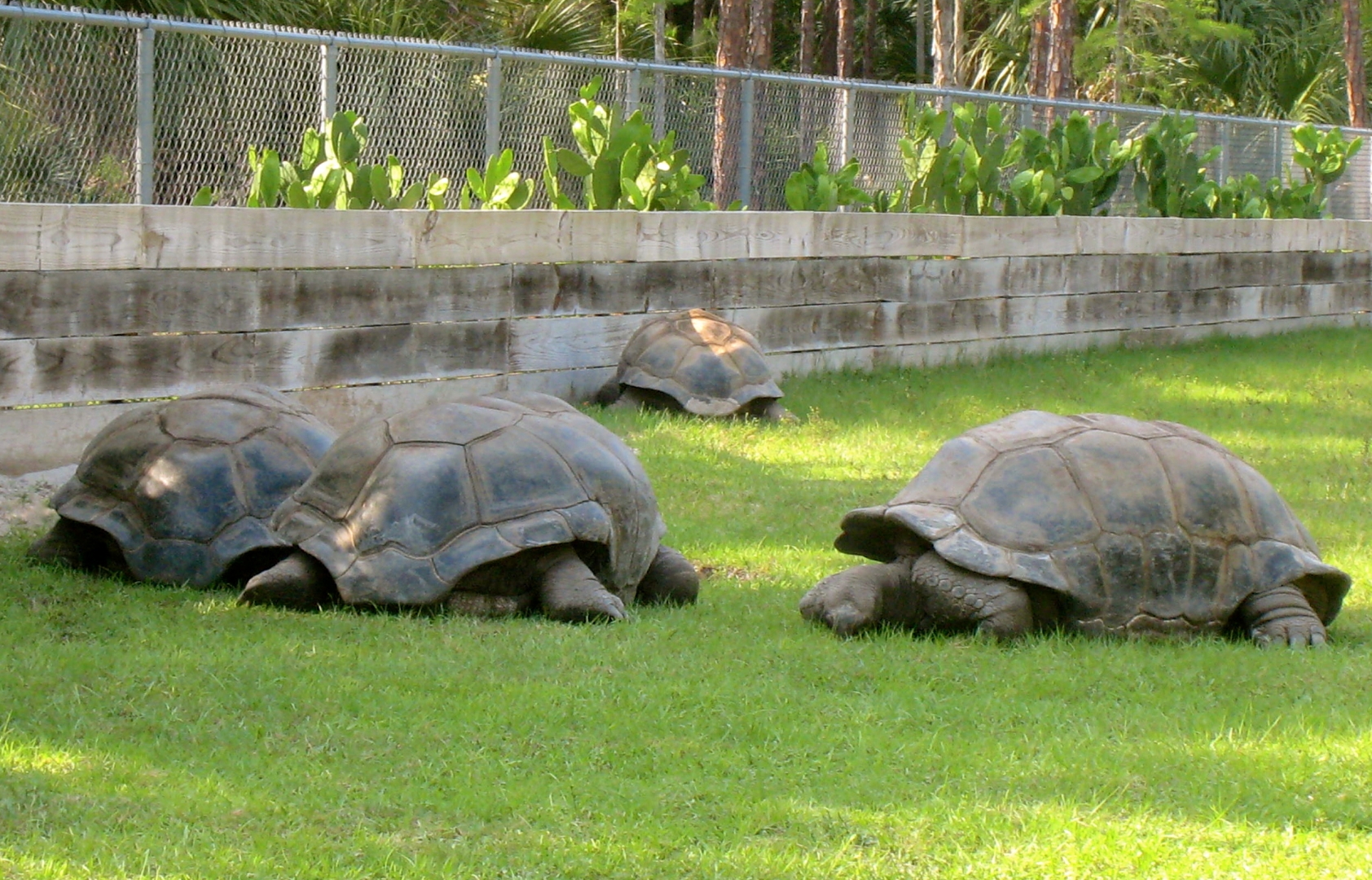 ALDABRA BREEDER