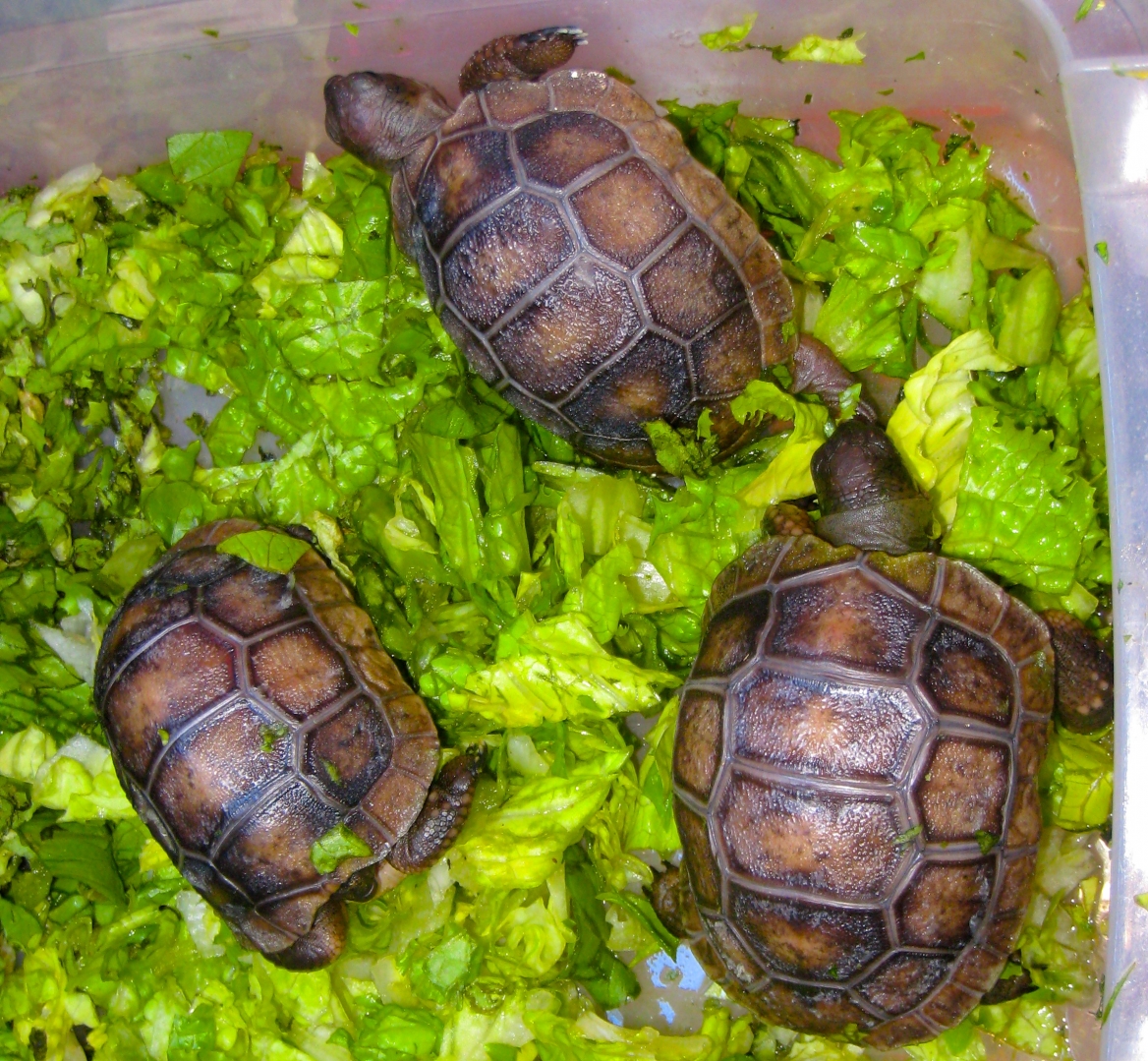ALDABRA BREEDER