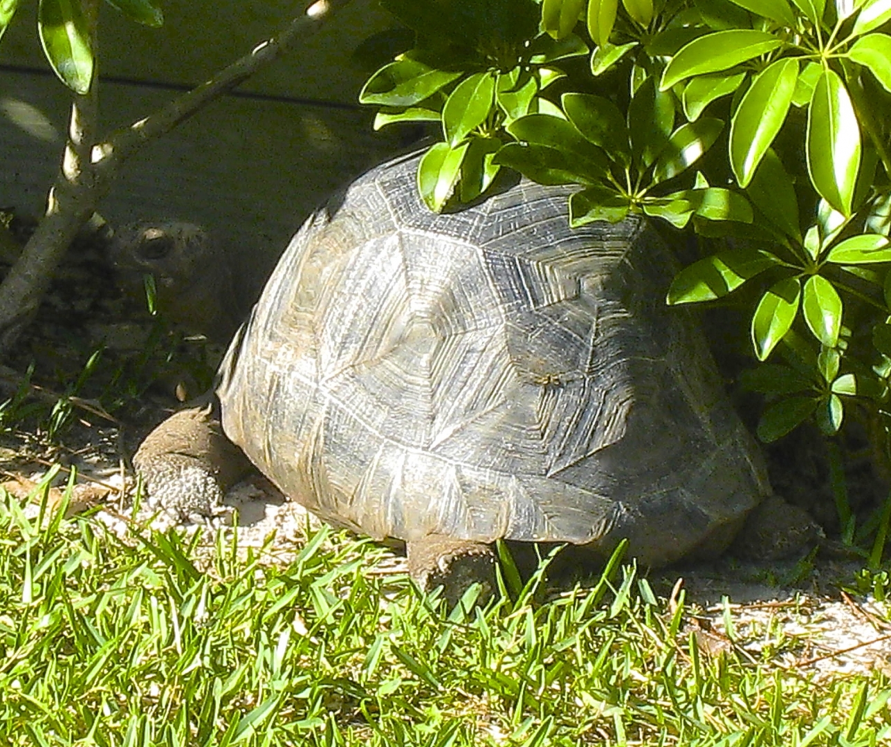 ALDABRA BREEDER