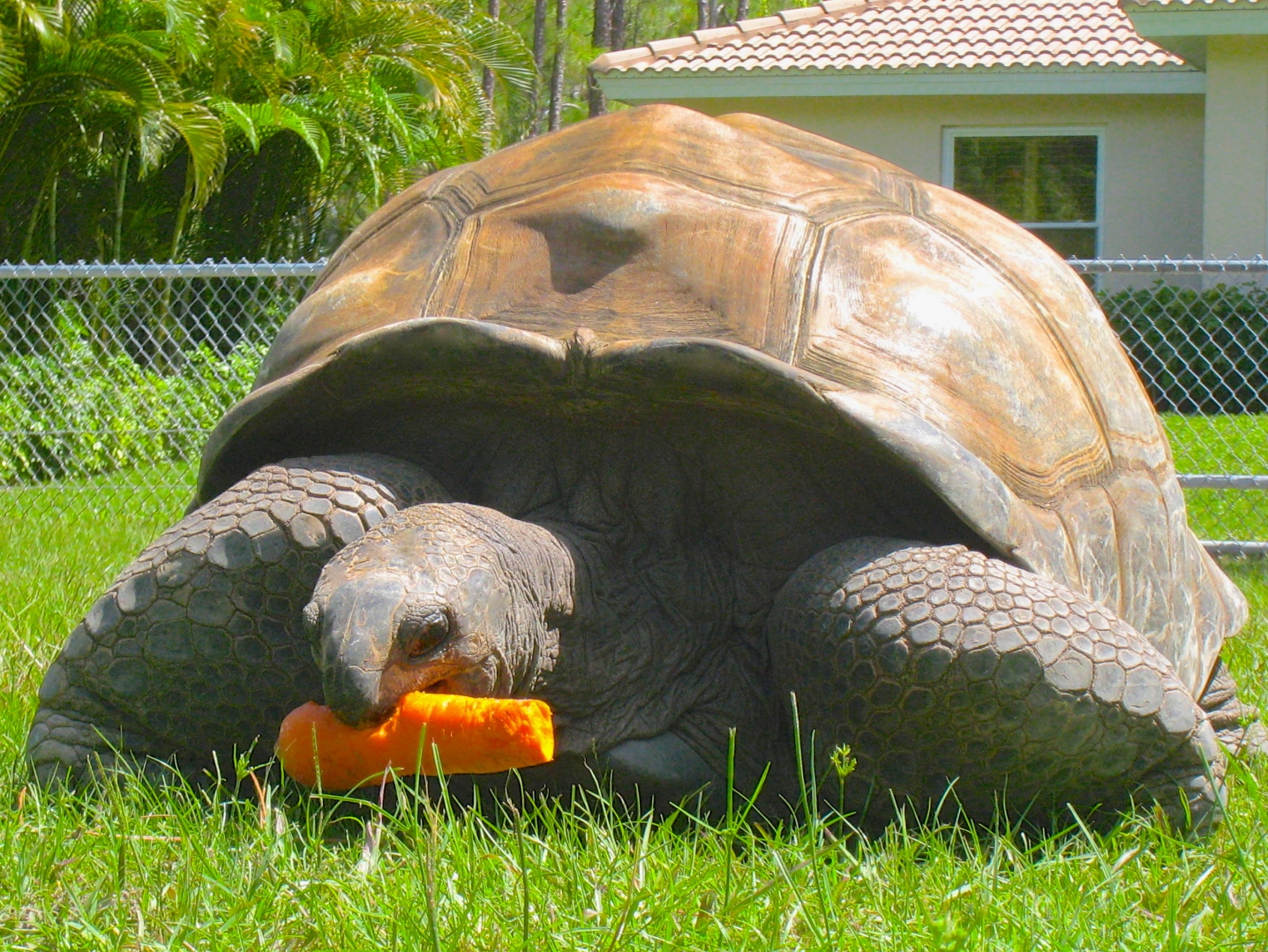ALDABRA BREEDER