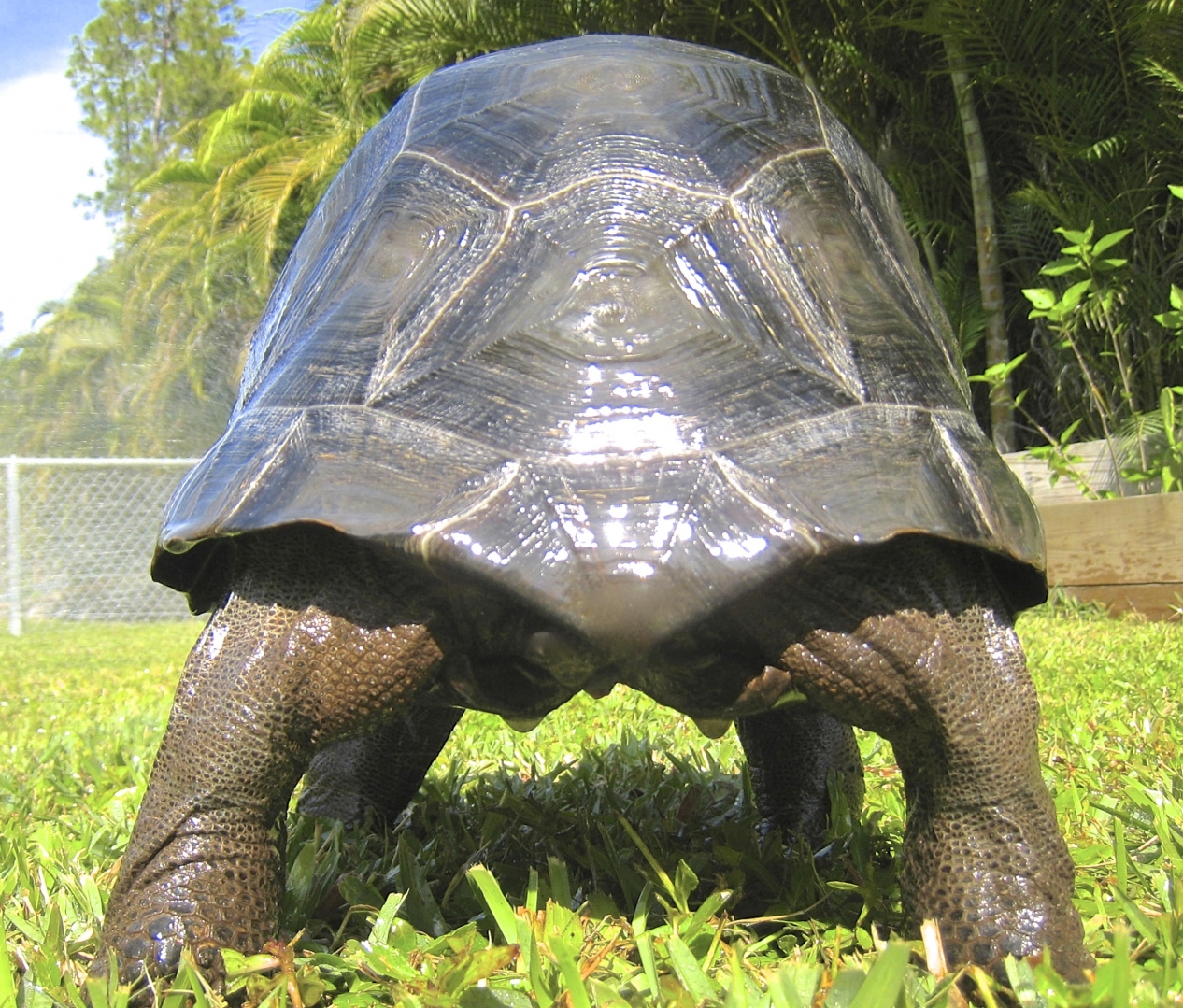 ALDABRA BREEDER