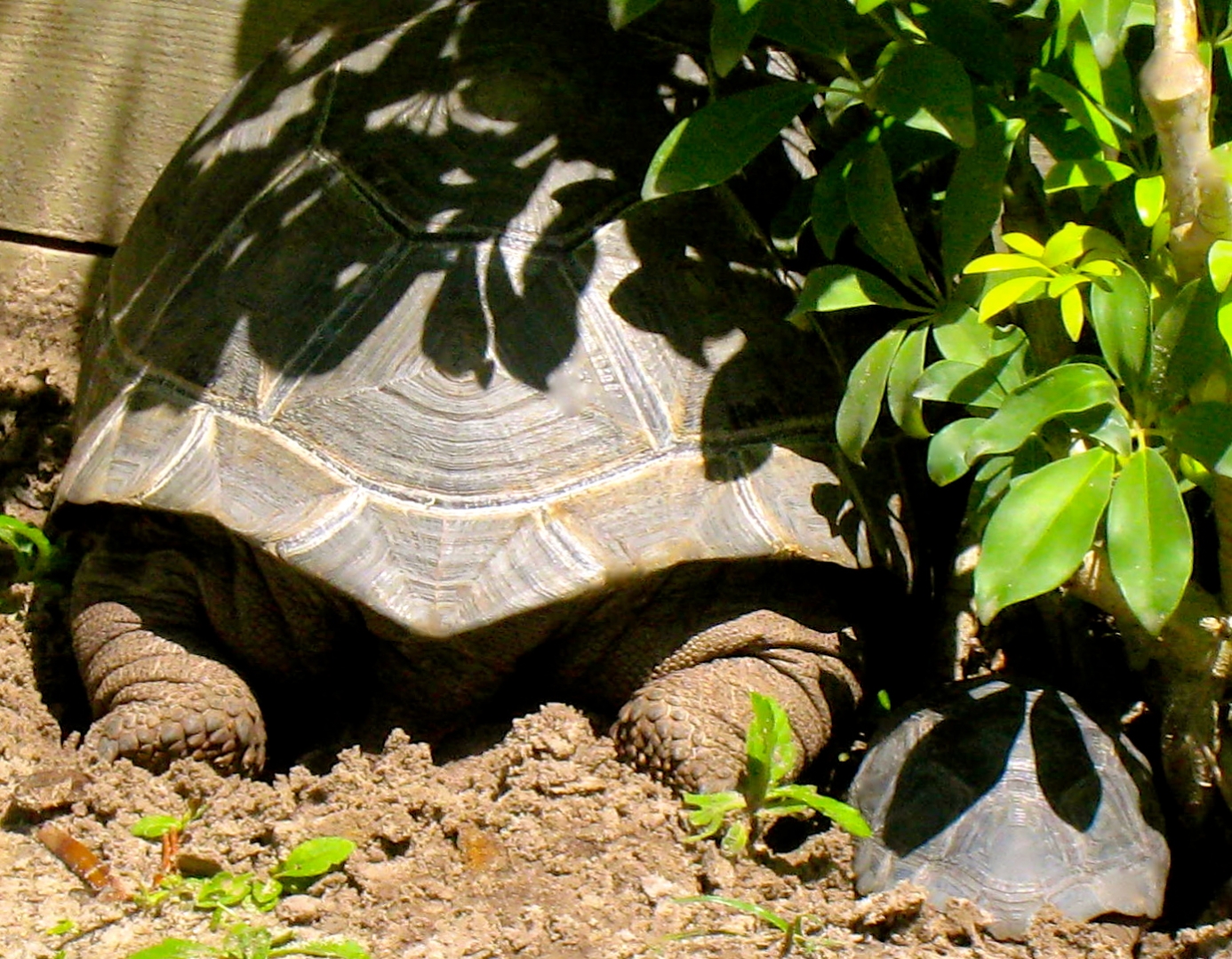 ALDABRA BREEDER