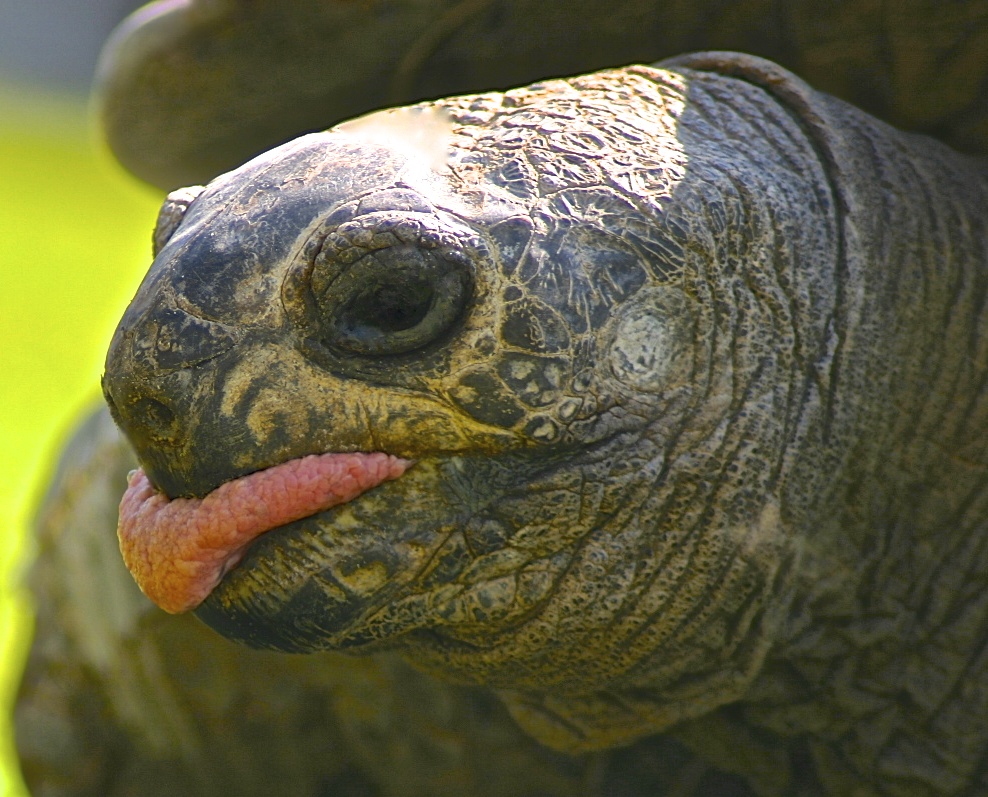 ALDABRA BREEDER