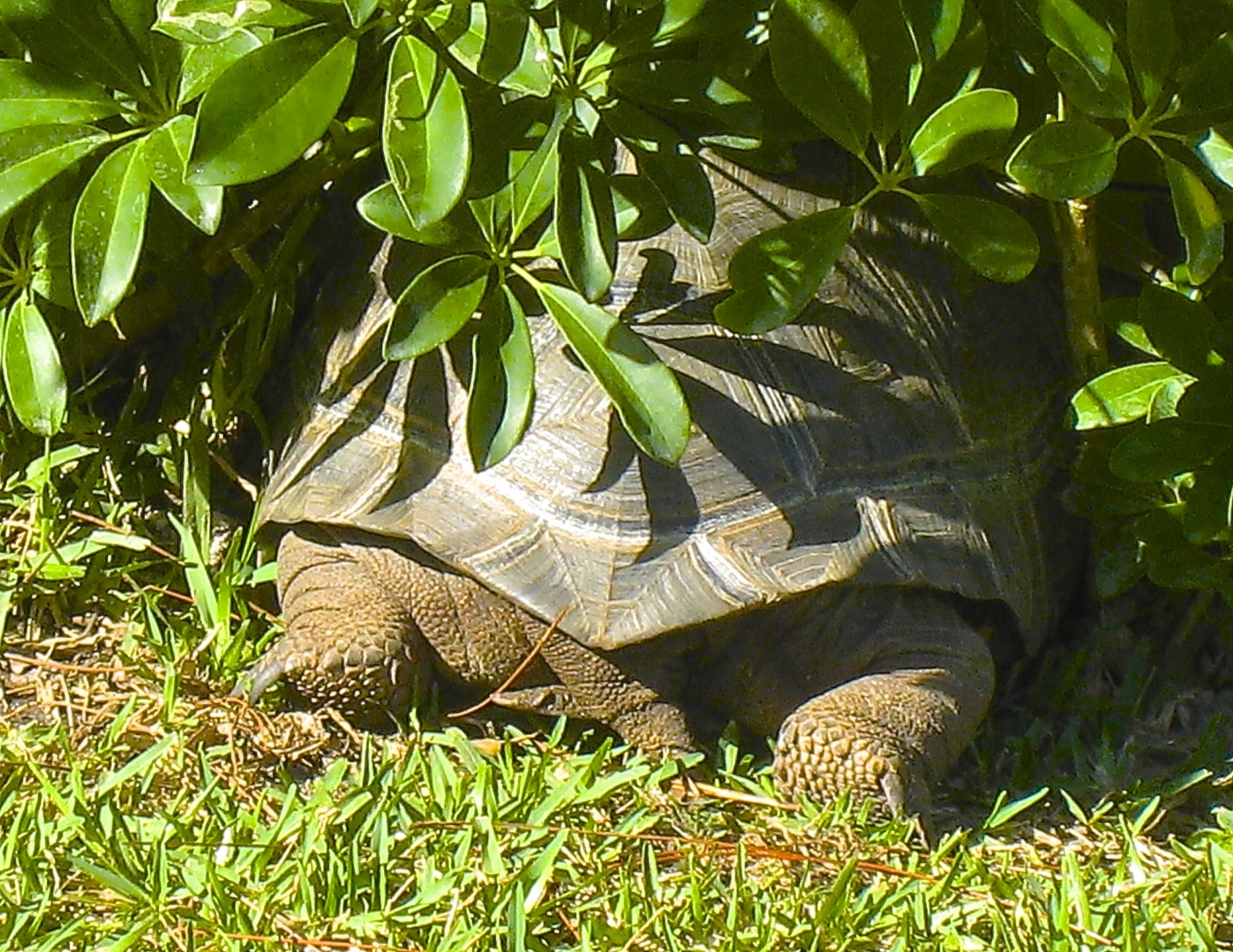 ALDABRA BREEDER