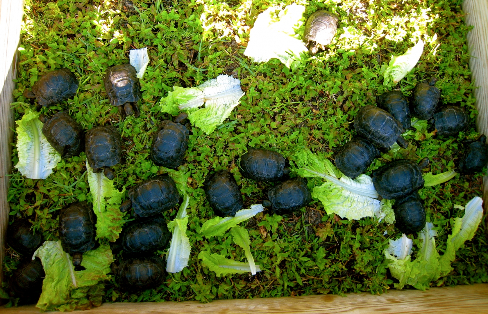 ALDABRA BREEDER