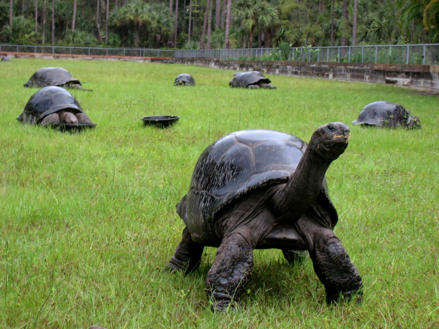 ALDABRA BREEDER