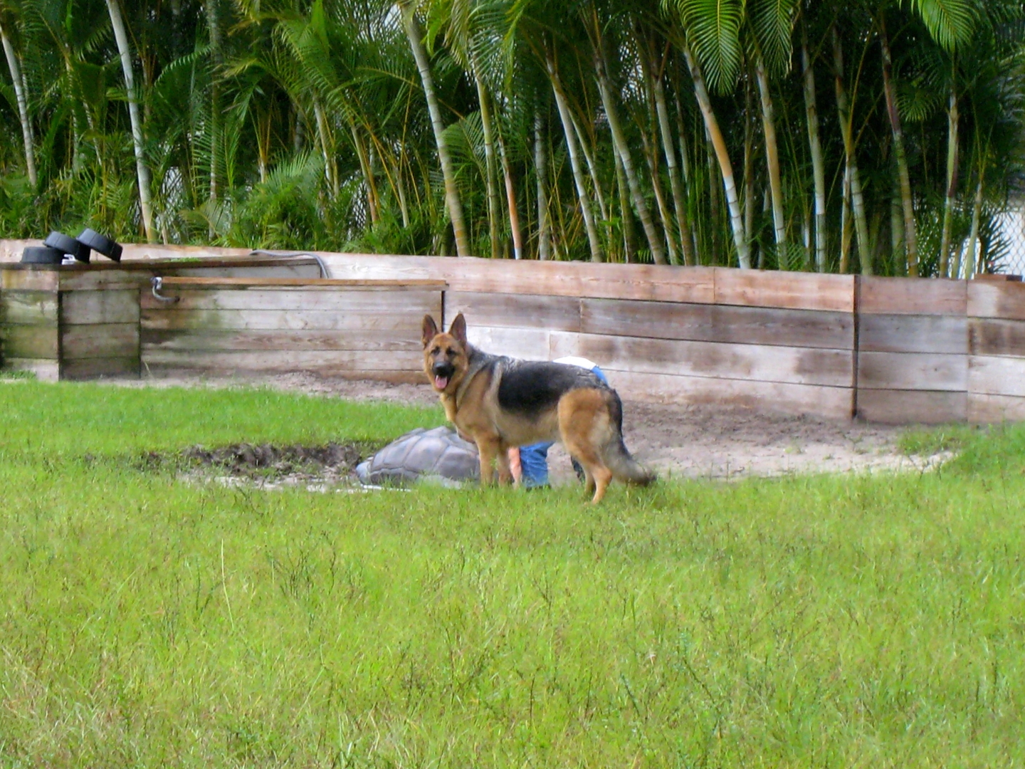 ALDABRA BREEDER