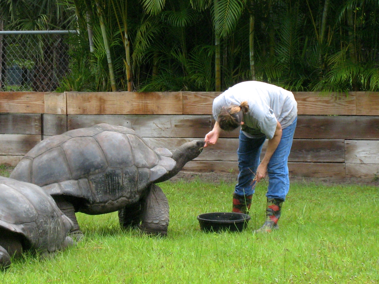 ALDABRA BREEDER